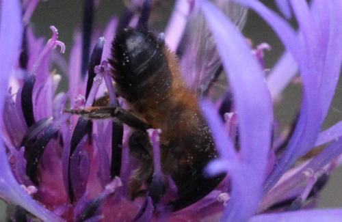 Megachile (circumcincta-nigriventris)